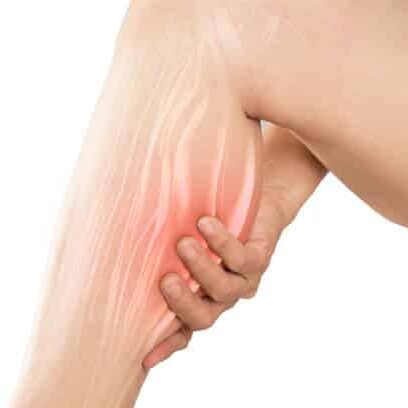 Medical illustration of a human leg showing some blood flows in the muscle.